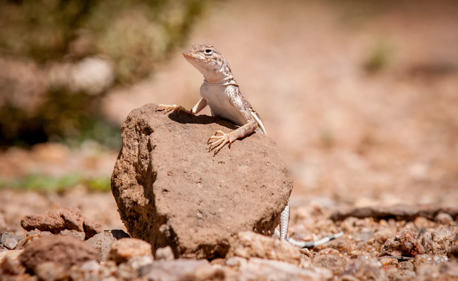 Desert Lizard Peering Over a Small Rock Desert Lizard Peering Over a Small Rock