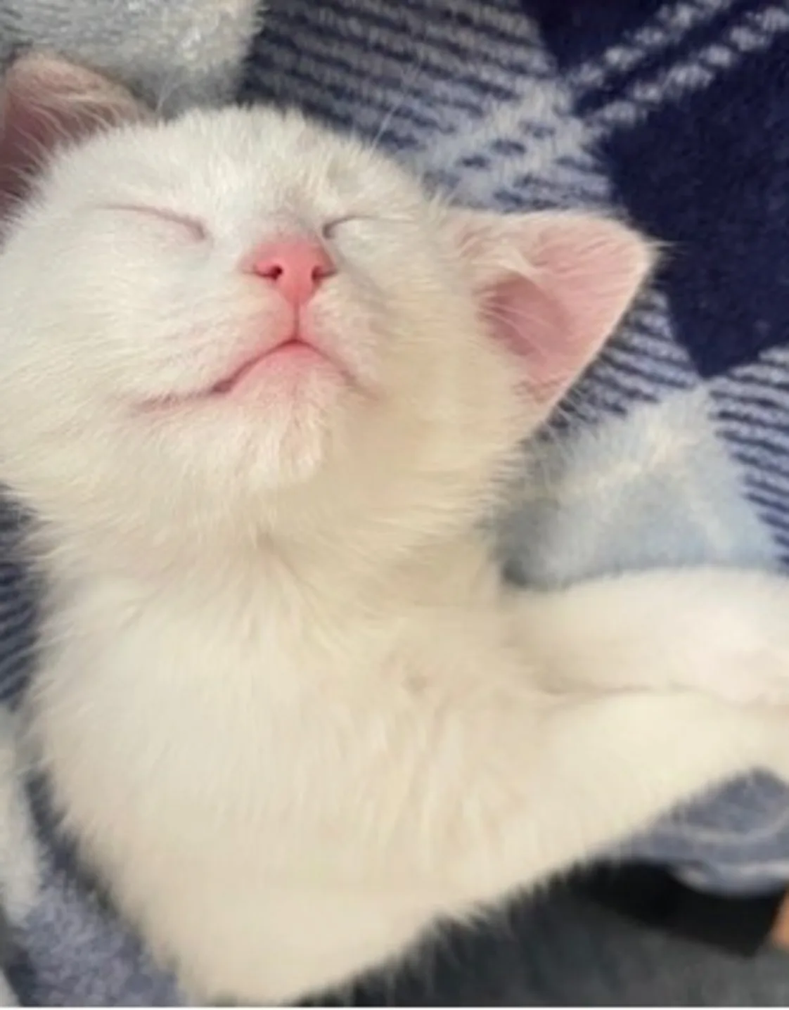 Evelyn Robles Evelyn Robles