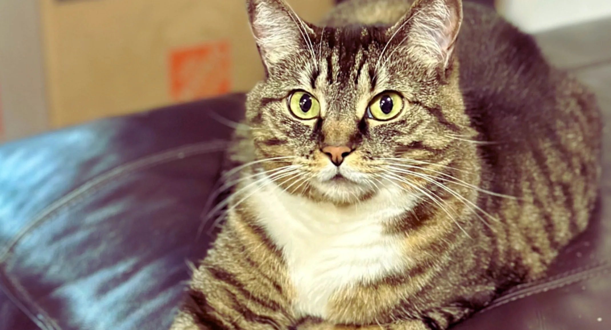 cat laying down looking at camera cat laying down looking at camera