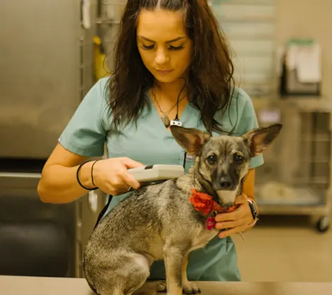 Woman with small dog. Woman with small dog.