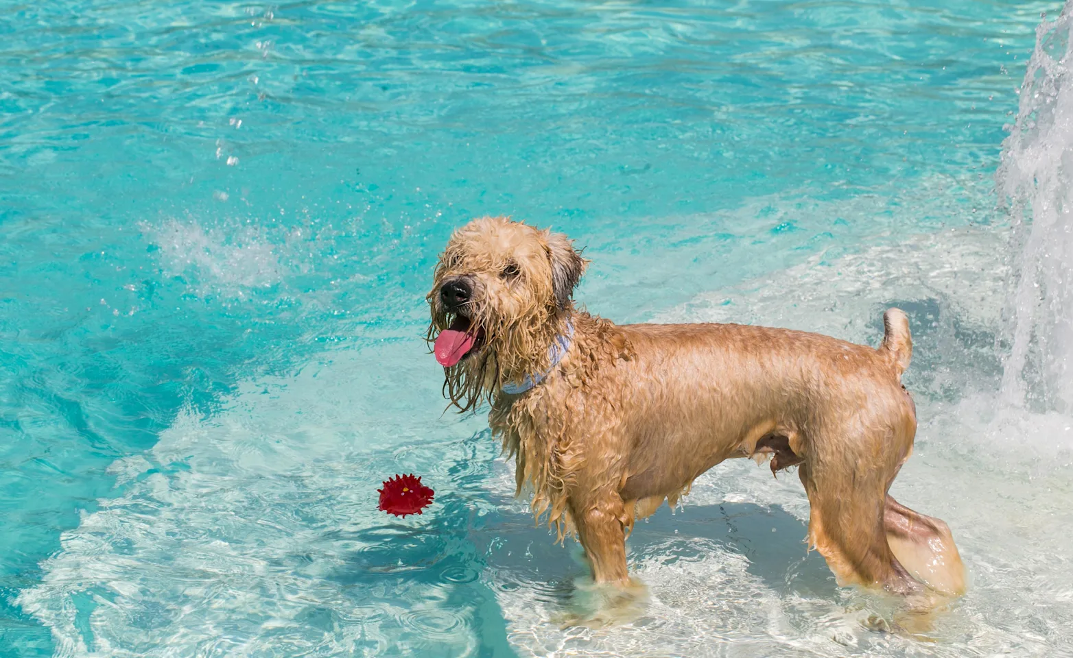 Dog in a pool Dog in a pool
