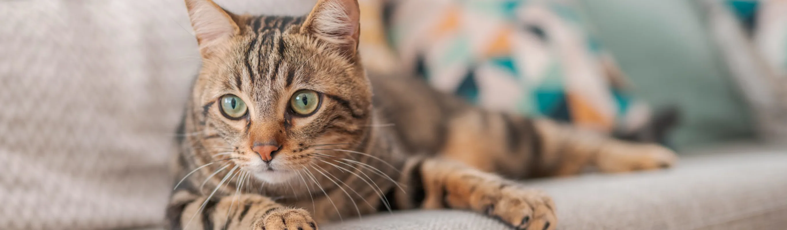 Cat on couch