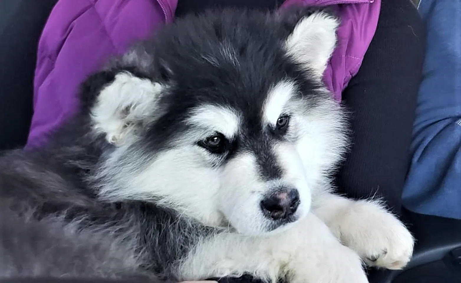 Dog in someone's arms Dog in someone's arms