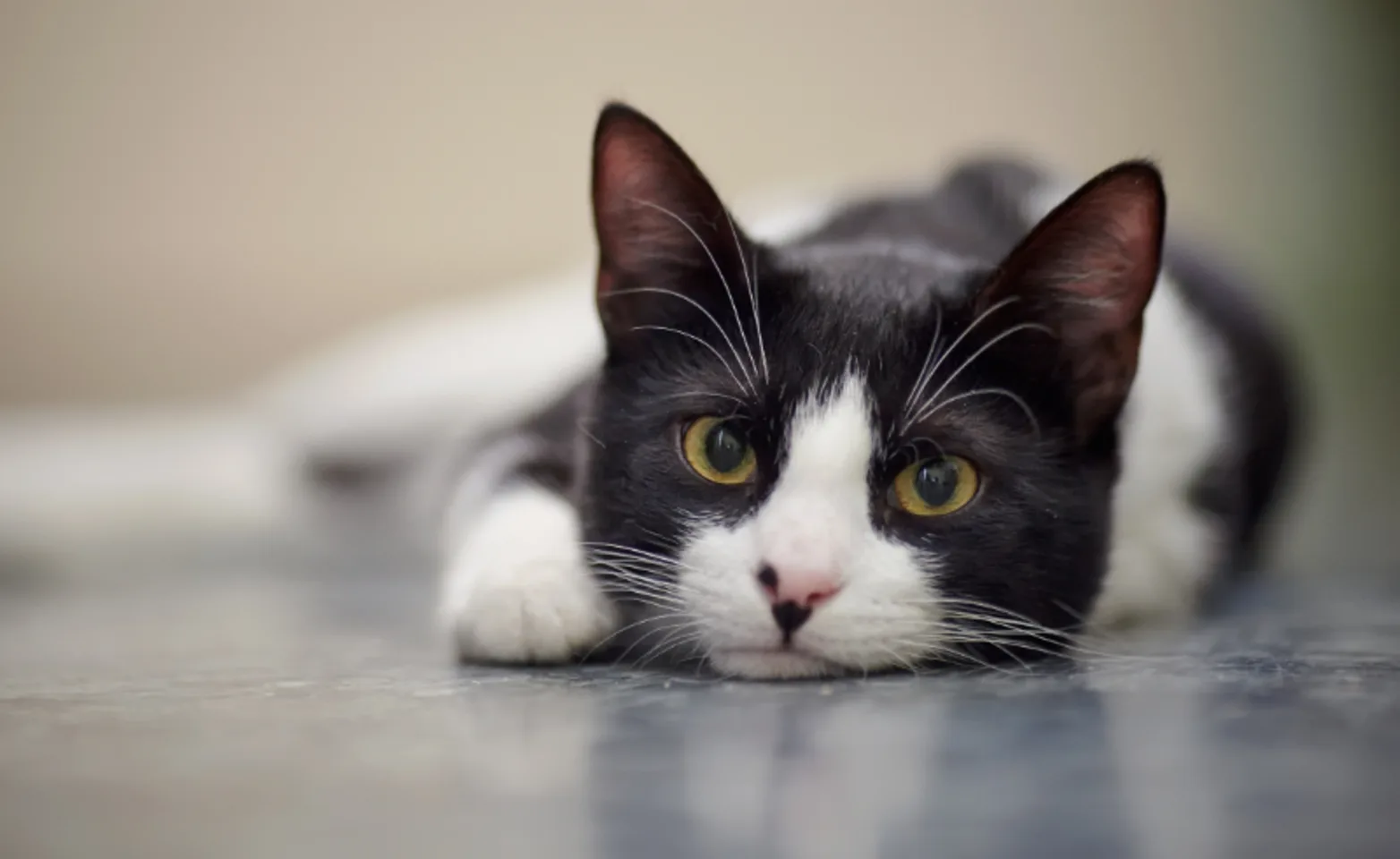 Black/White Cat Laying on the Floor & Looking at Camera Black/White Cat Laying on the Floor & Looking at Camera