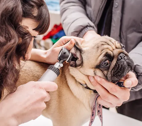 A Veterinarian Examining a Pug (Dog) A Veterinarian Examining a Pug (Dog)