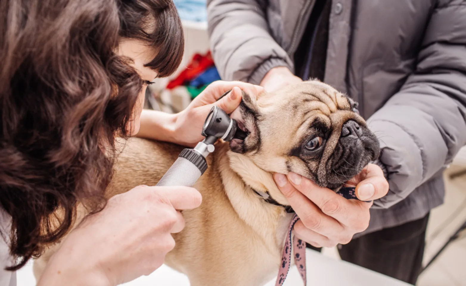 A Veterinarian Examining a Pug (Dog)