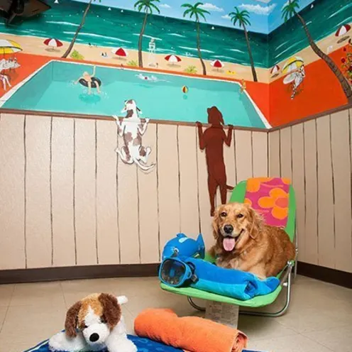 Golden retriever sitting in beach themed suite.