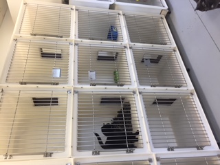 Countryside Pet Clinic kennels