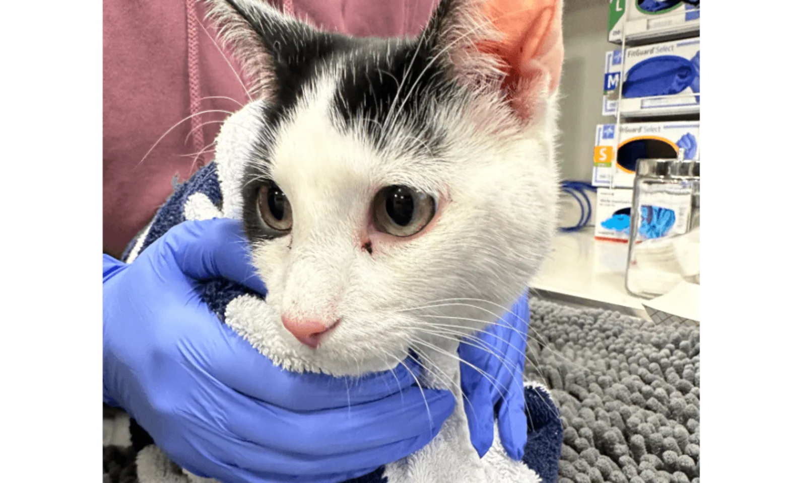 Staff member holding a cat Staff member holding a cat