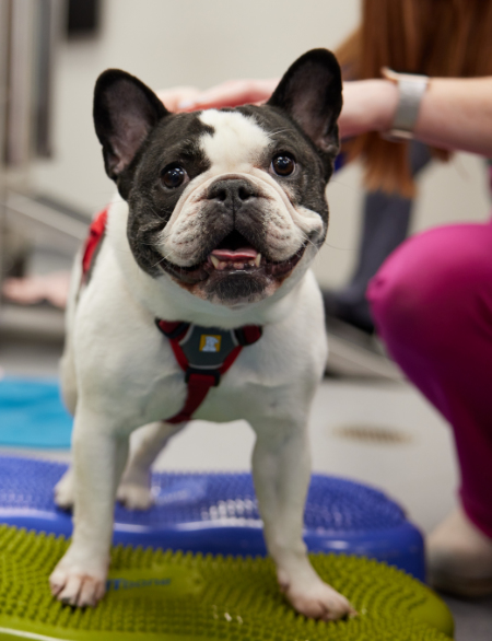 French bulldog standing on balancing objects