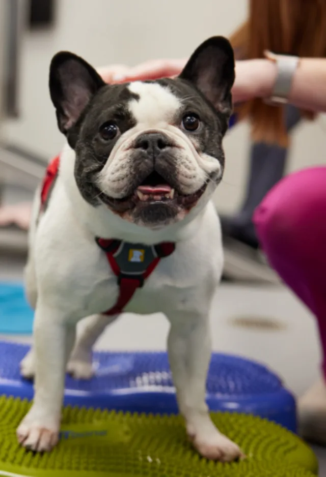French bulldog standing on balancing objects French bulldog standing on balancing objects