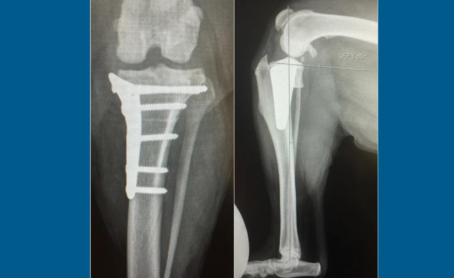 Cruciate Ligament Tears (X-Ray) at Veterinary Emergency and Referral Hospital of West Toronto