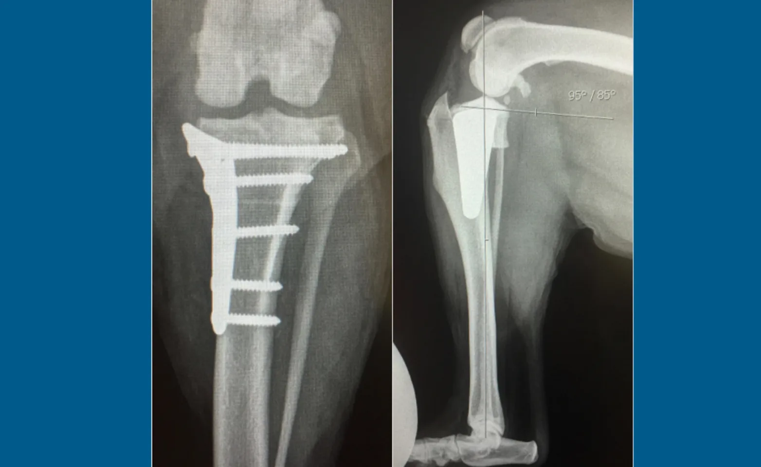 Cruciate Ligament Tears (X-Ray) at Veterinary Emergency and Referral Hospital of West Toronto Cruciate Ligament Tears (X-Ray) at Veterinary Emergency and Referral Hospital of West Toronto