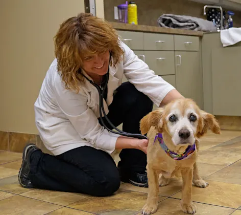 Staff member giving a check up to a senior dog Staff member giving a check up to a senior dog