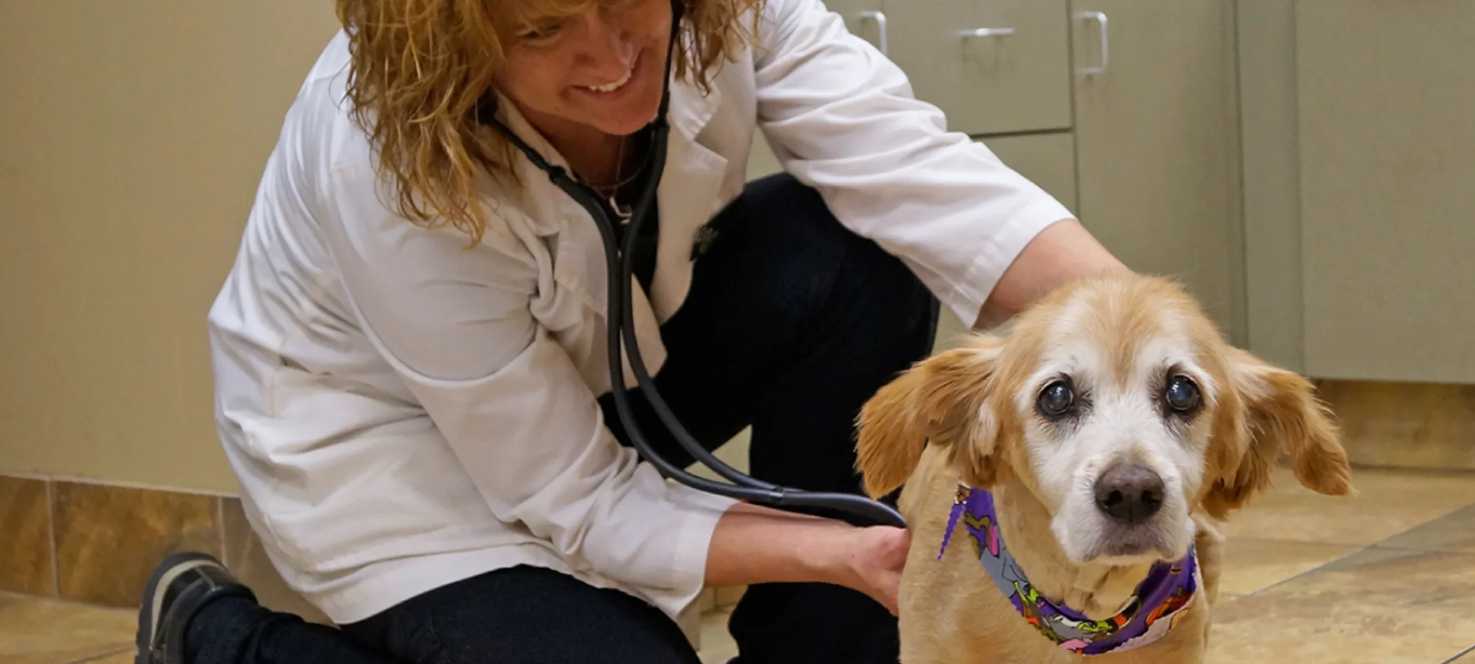 Staff member giving a check up to a senior dog