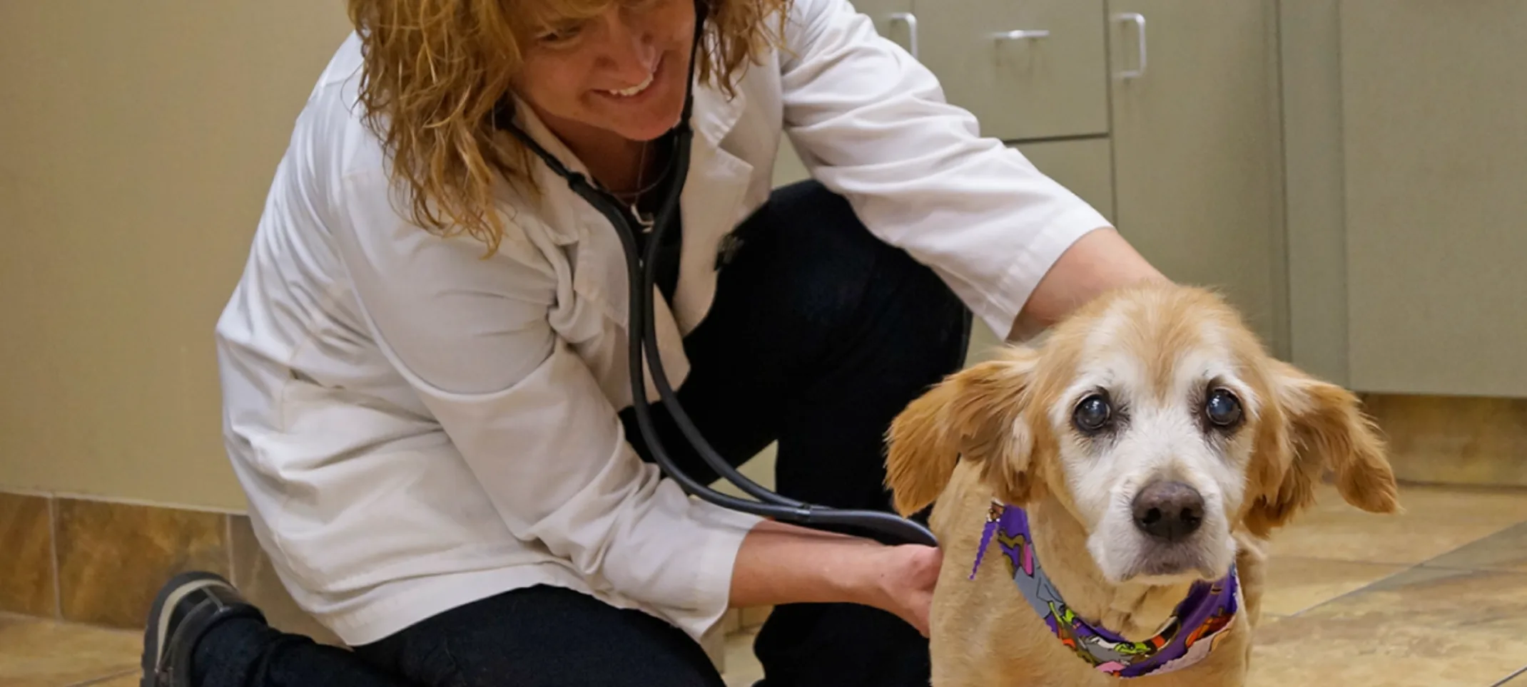 Staff member giving a check up to a senior dog Staff member giving a check up to a senior dog