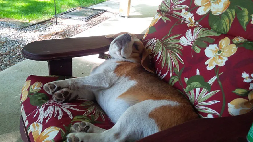 Dog sleeping in a red chair