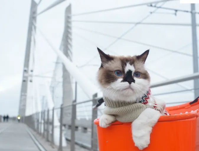 Cat in Bike Basket with Bridge Behind Cat in Bike Basket with Bridge Behind