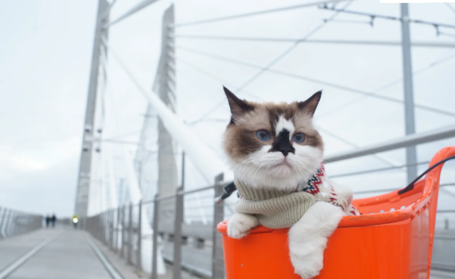 Cat in Bike Basket with Bridge Behind