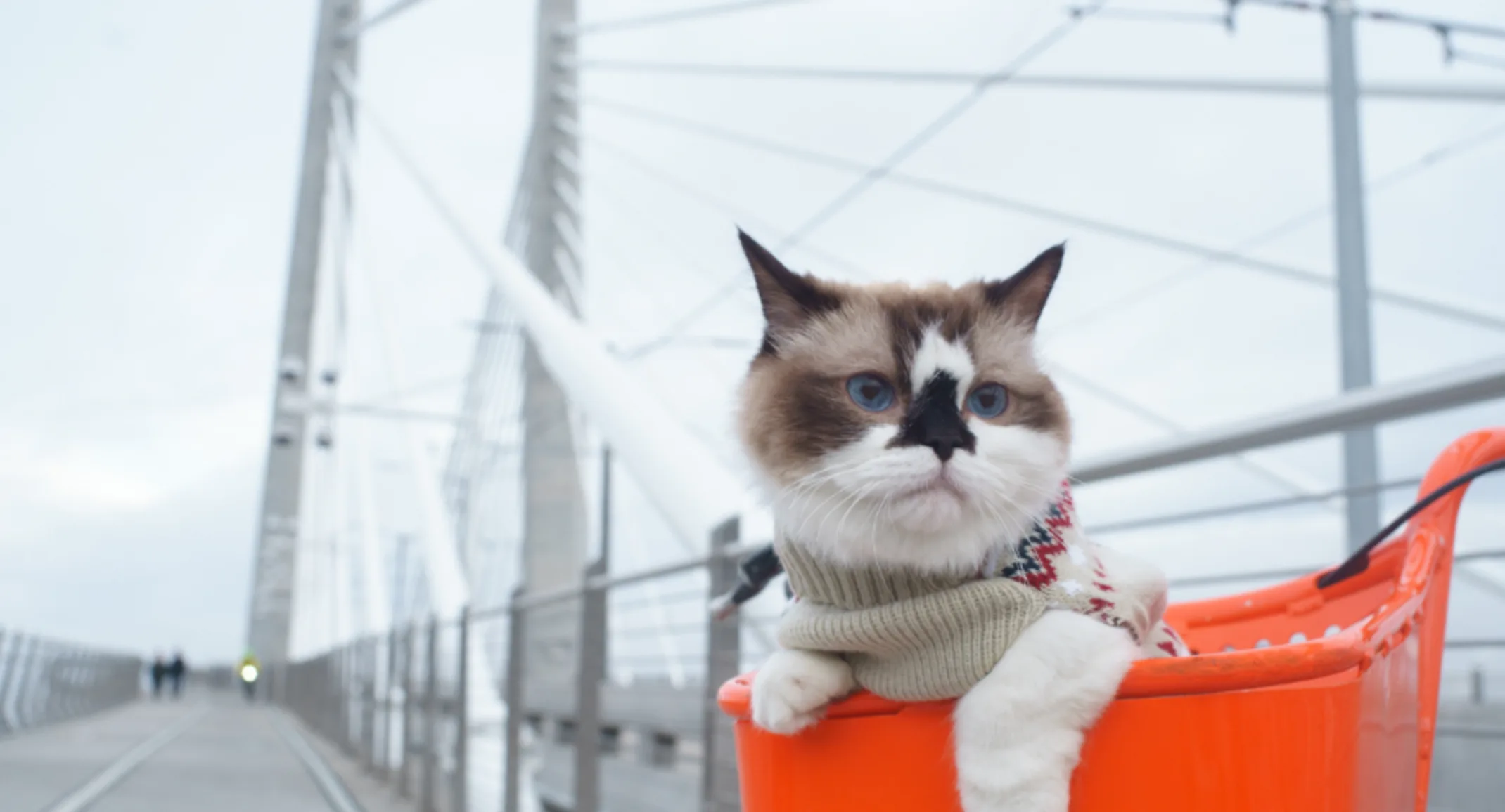 Cat in Bike Basket with Bridge Behind