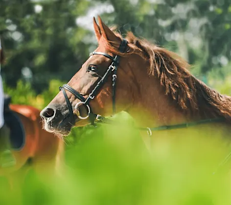 Equine - Two riding horses Equine - Two riding horses