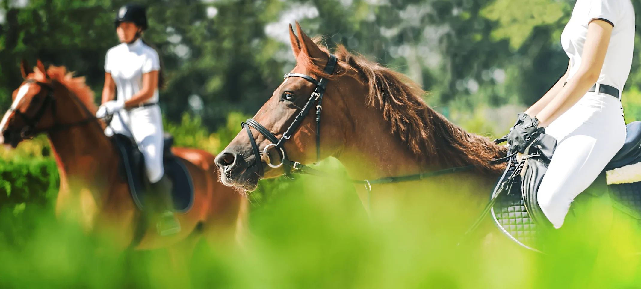 Equine - Two riding horses Equine - Two riding horses