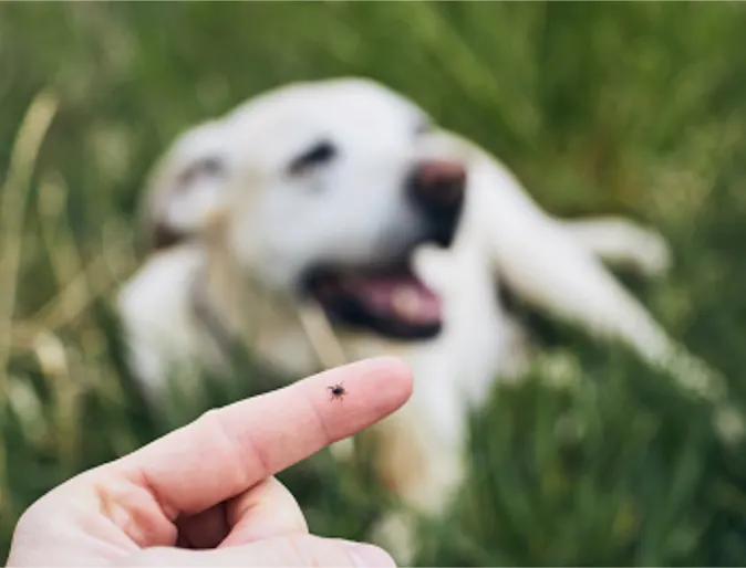 A tick on a person's finger, with a white dog in the background A tick on a person's finger, with a white dog in the background