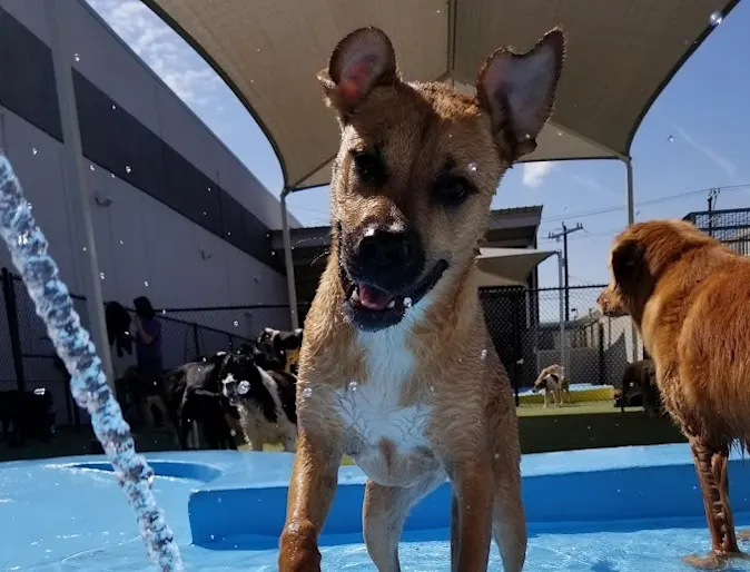 Dog playing in water Dog playing in water