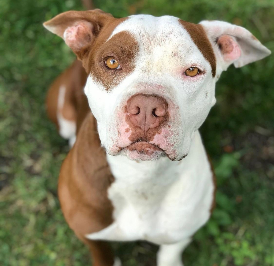 A photo of a brown and white dog named Linus standing in grass