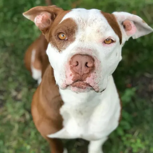 A photo of a brown and white dog named Linus standing in grass