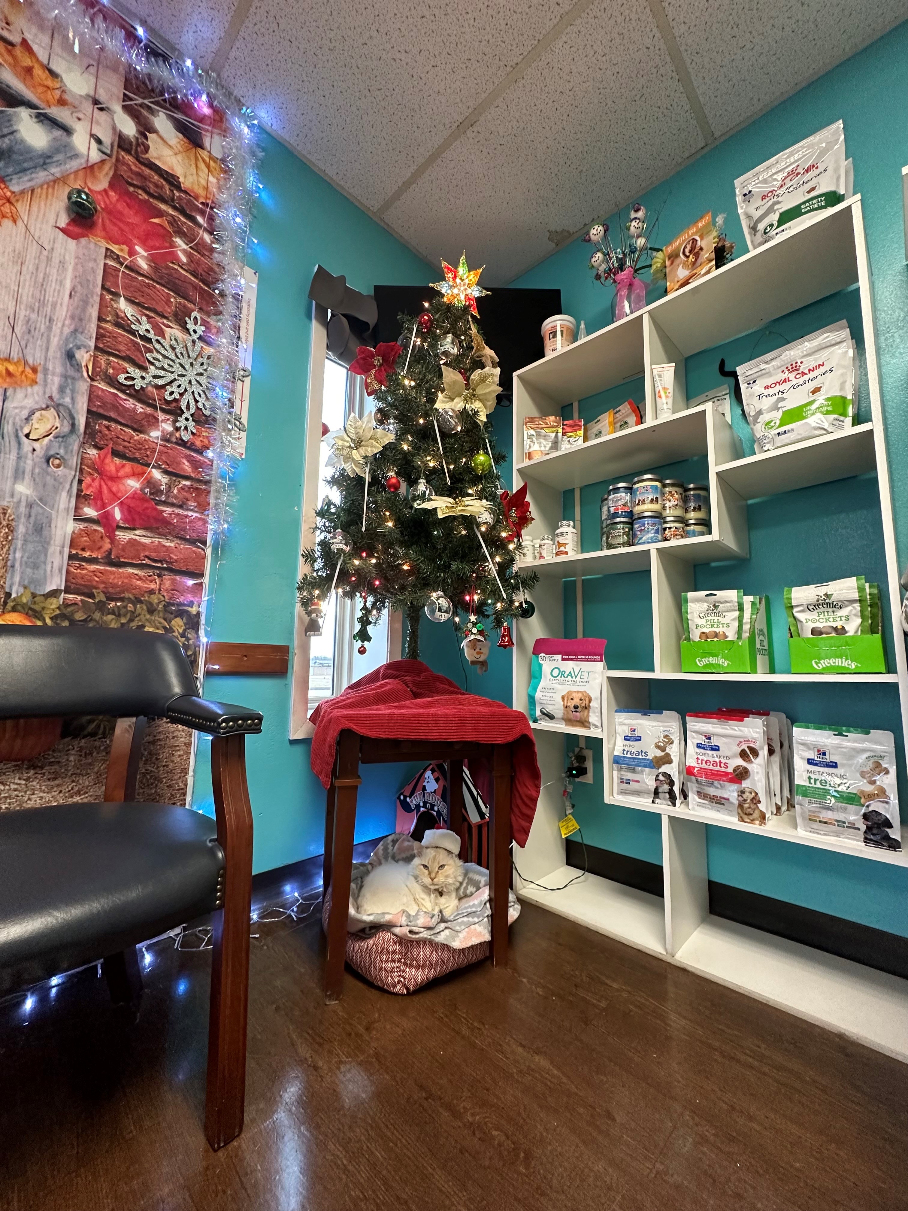 Mimosa the clinic cat underneath a Christmas tree