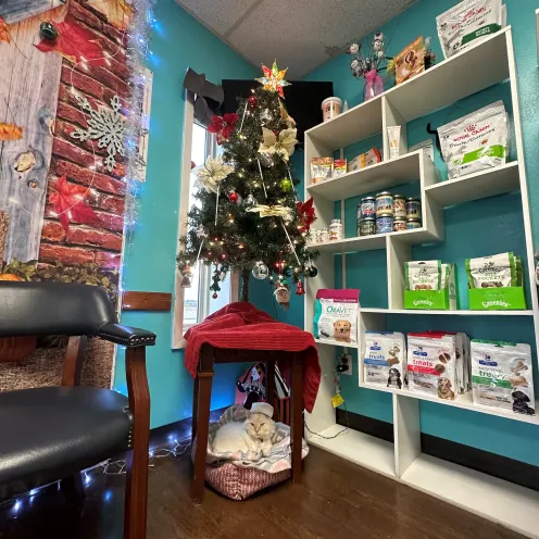 Mimosa the clinic cat underneath a Christmas tree