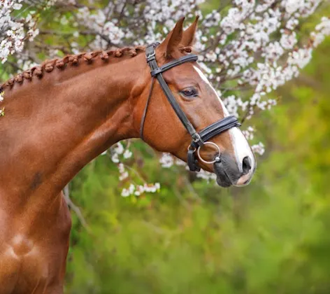 Brown Horse against flowery pink and green background. Brown Horse against flowery pink and green background.
