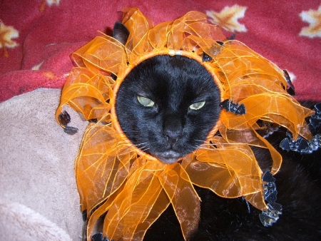 Spookie with a flower headband