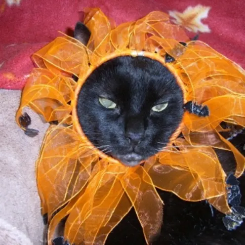 Spookie with a flower headband Spookie with a flower headband