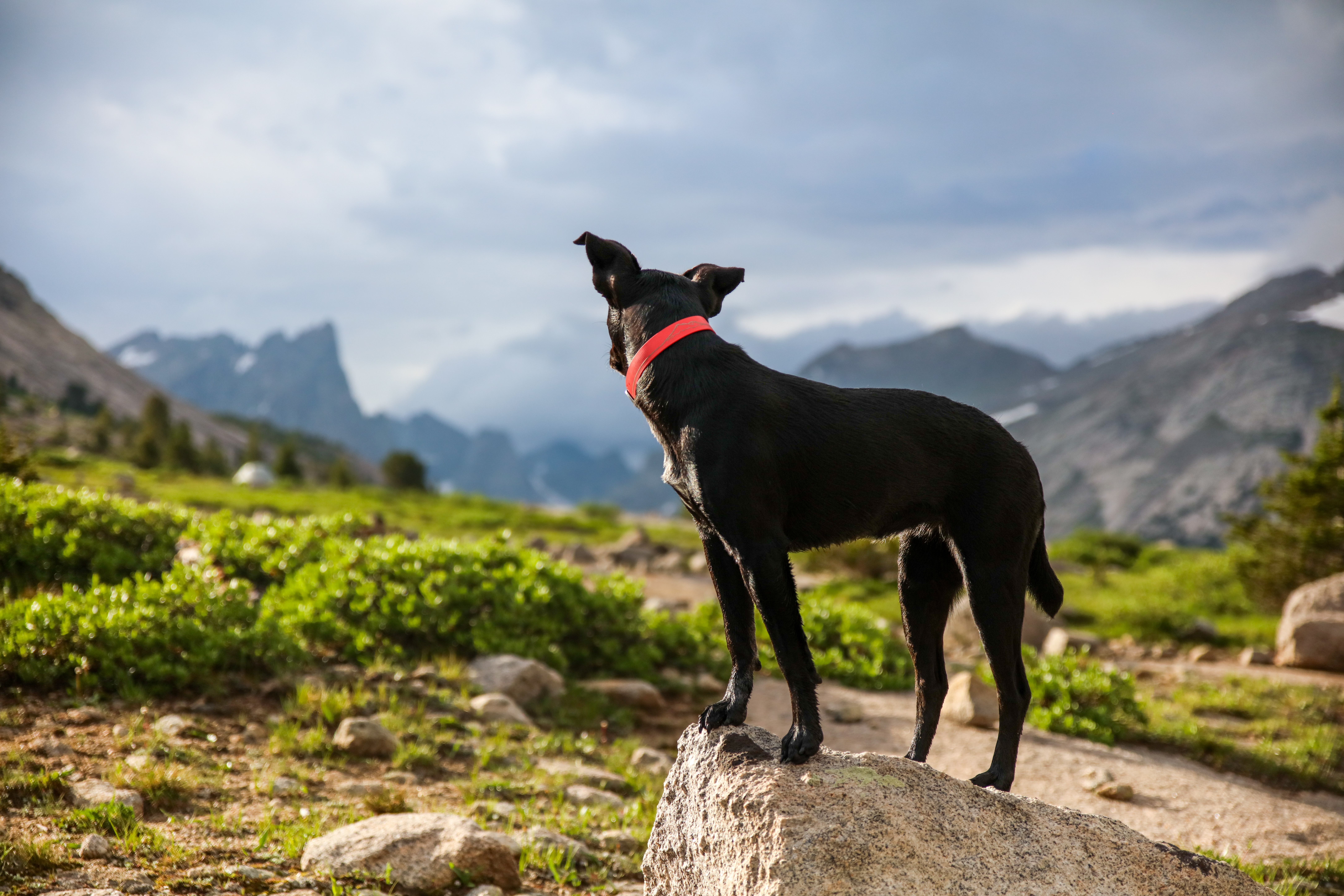 Dog standing looking at the mountains