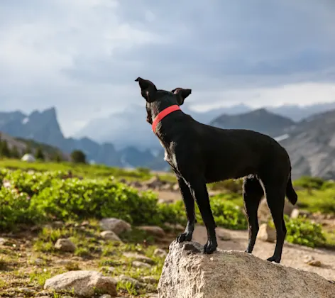 Dog standing looking at the mountains Dog standing looking at the mountains