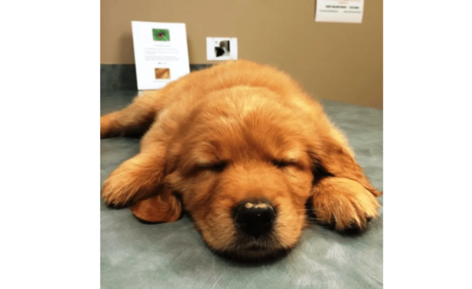 Puppy lying down with it's eyes closed Puppy lying down with it's eyes closed