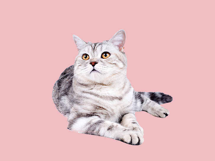 cat laying against a light pink background