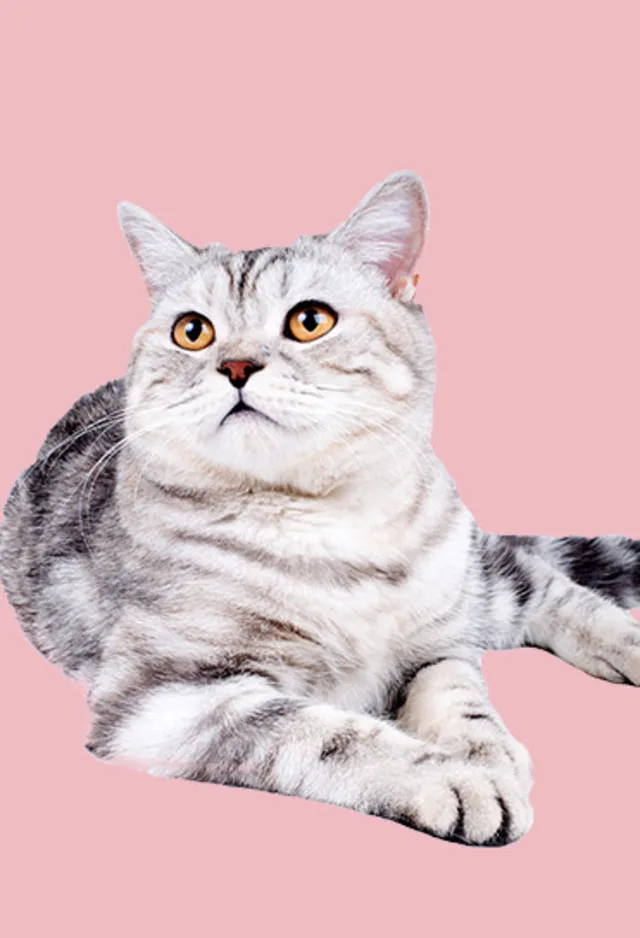 cat laying against a light pink background