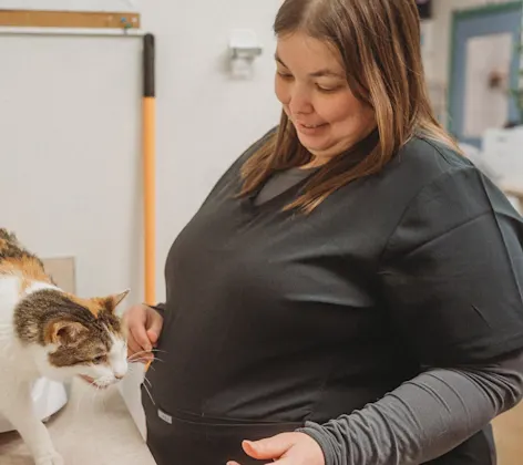 Cat being weighed on a scale Cat being weighed on a scale