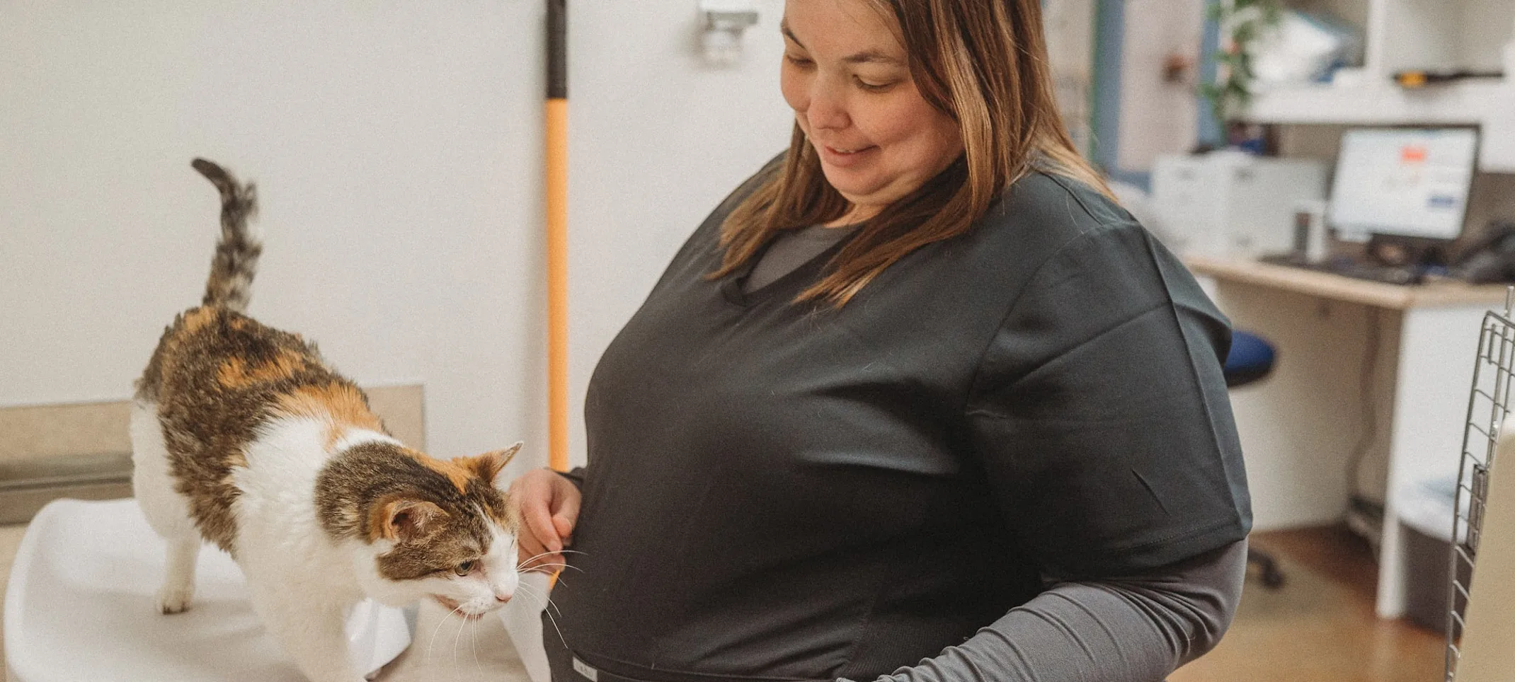 Cat being weighed on a scale Cat being weighed on a scale