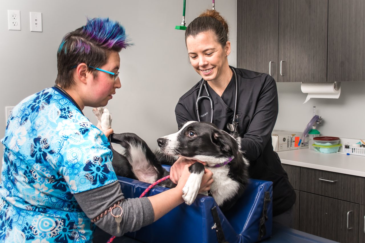 Staff with border collie