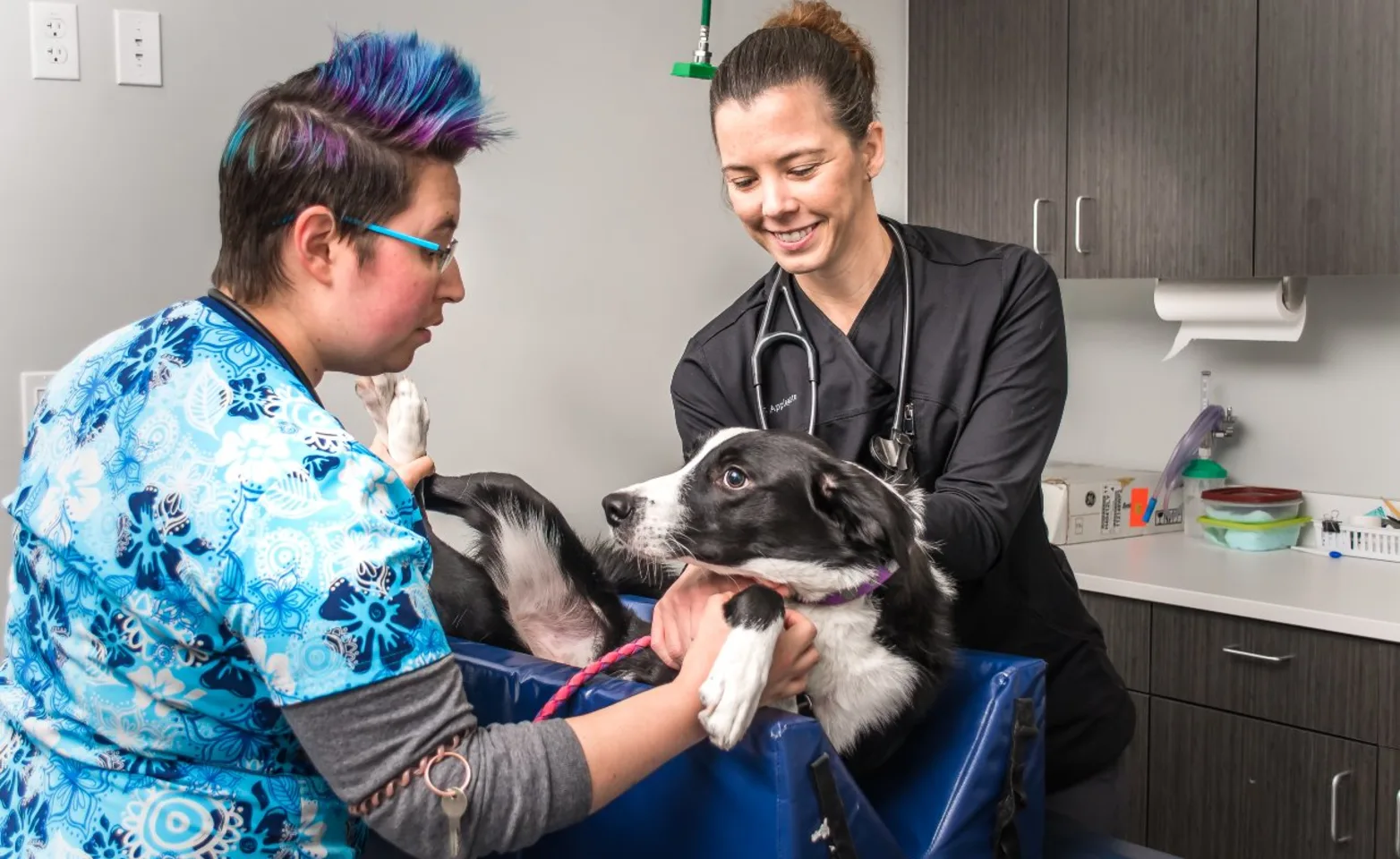 Staff with border collie Staff with border collie