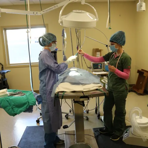 Two staff members preforming an operation