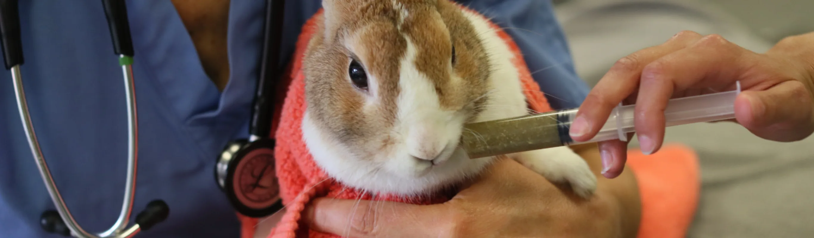 Bunny wrapped in a towel while being fed Bunny wrapped in a towel while being fed