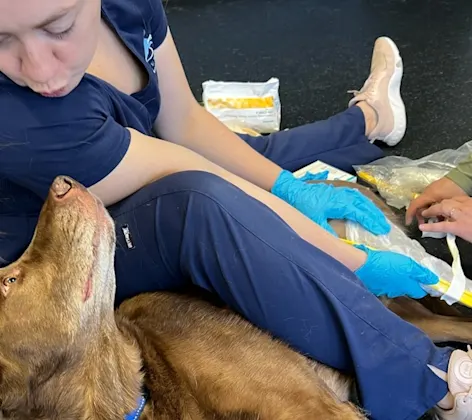 Staff performing brace casting for a dog Staff performing brace casting for a dog