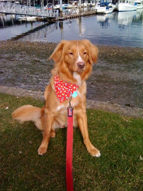 Dog in a bandana and matching leash sitting near a boat harbor