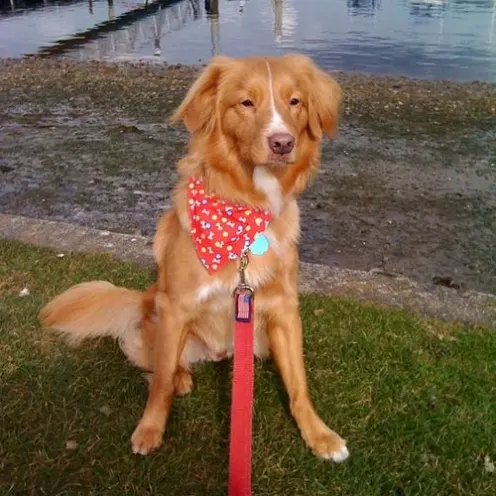 Dog in a bandana and matching leash sitting near a boat harbor