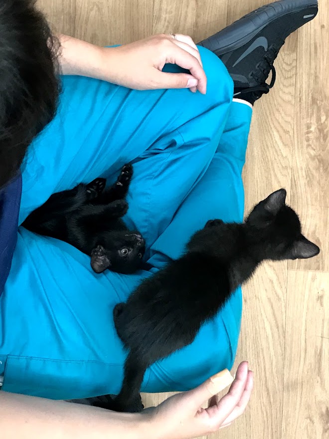 Two black kittens sitting in a staff members lap